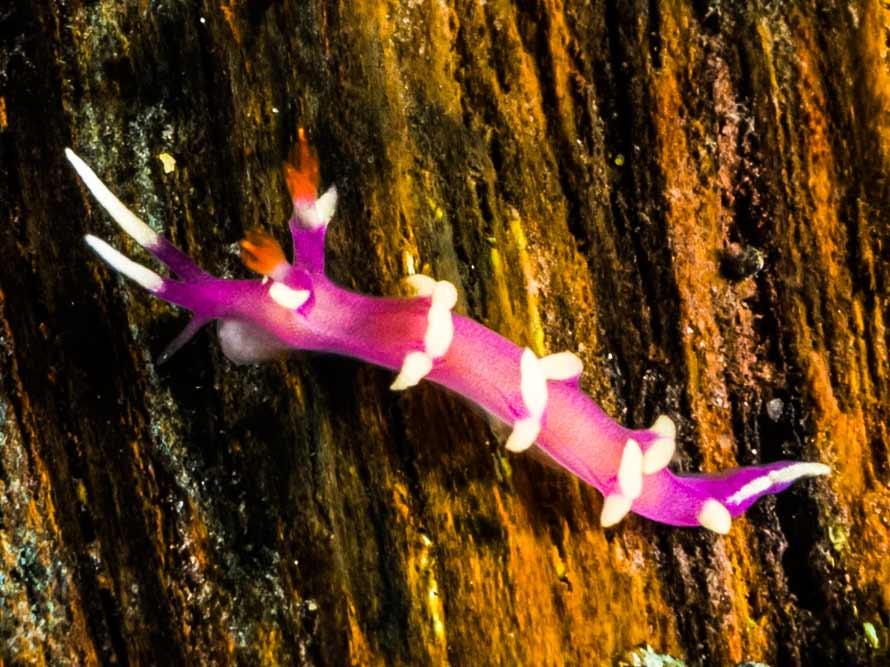 Marianina rosea